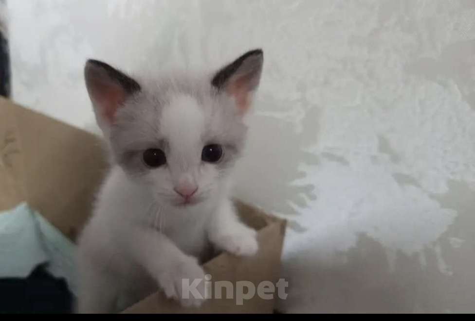 Кошки в Ростове-на-Дону: Котята Сноу шу Мальчик, 30 000 руб. - фото 1