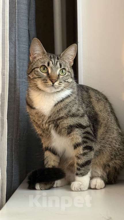 Кошки в Москве: Годовалая кошка в добрые руки Девочка, Бесплатно - фото 2