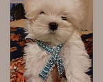 Собаки в Санкт-Петербурге: Продажа щенков Мальтезе Девочка, 65 000 руб. - фото 2