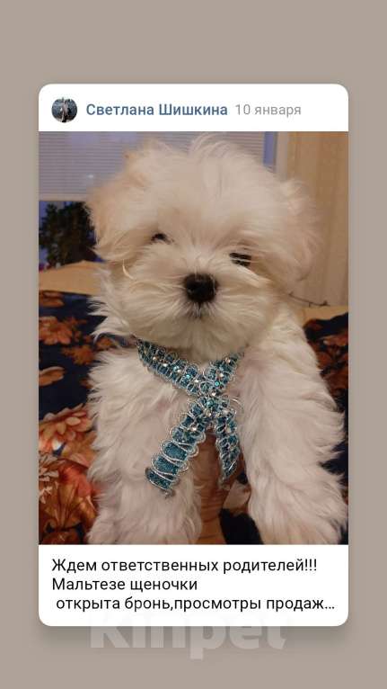 Собаки в Санкт-Петербурге: Продажа щенков Мальтезе Девочка, 65 000 руб. - фото 2