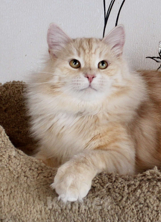 Кошки в Тюмени: Сибирский котёнок Девочка, 15 000 руб. - фото 6