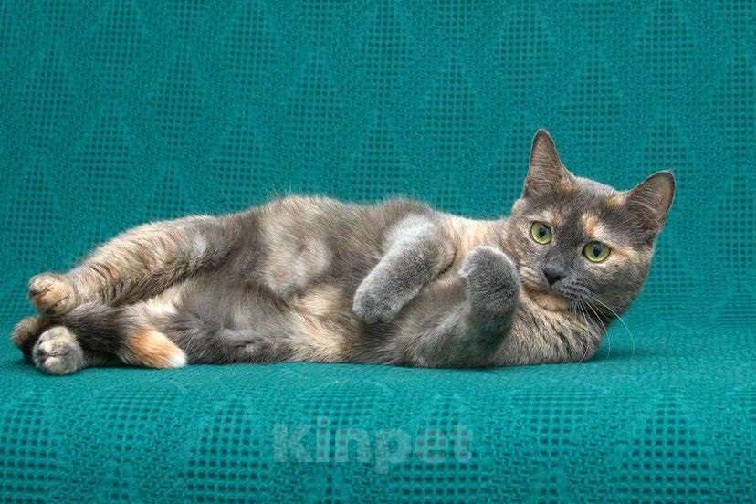 Кошки в Москве: необычная клякса в поисках семьи Девочка, Бесплатно - фото 3