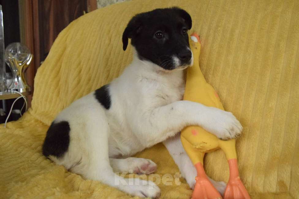 Собаки в Санкт-Петербурге: дети в поиске дома  Мальчик, Бесплатно - фото 2