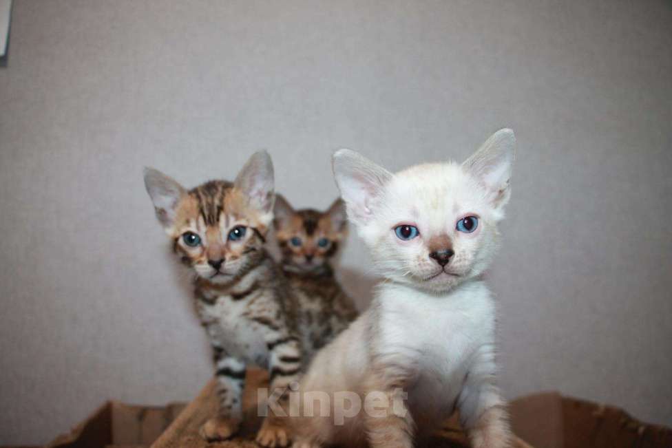 Кошки в Колпашево: Бенгальские котята, 15 000 руб. - фото 1