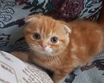 Кошки в Пскове: Шотландские котята Девочка, 15 000 руб. - фото 4