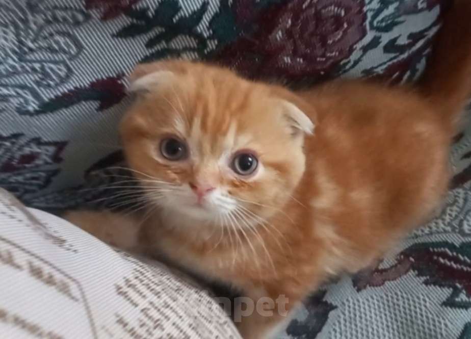 Кошки в Пскове: Шотландские котята Девочка, 15 000 руб. - фото 4