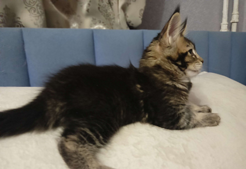 Бриллиант Аква Хулиган