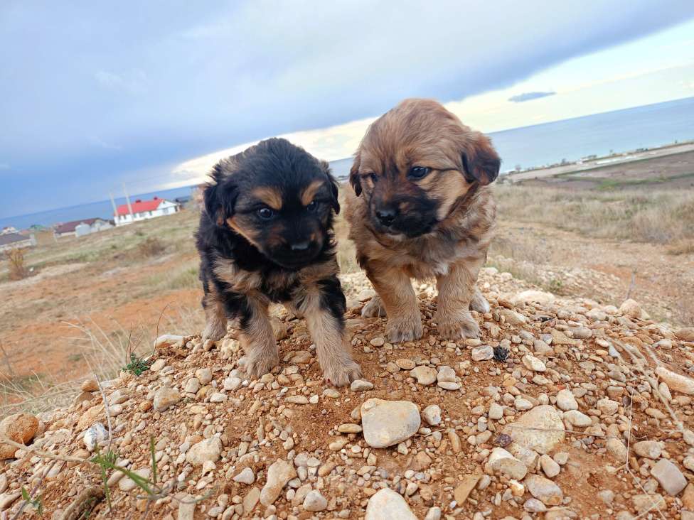 Собаки в Севастополе: В добрые ручки Девочка, Бесплатно - фото 6