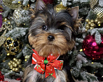 Собаки в Москве: Йоркширский терьер мальчик  Мальчик, 55 000 руб. - фото 2