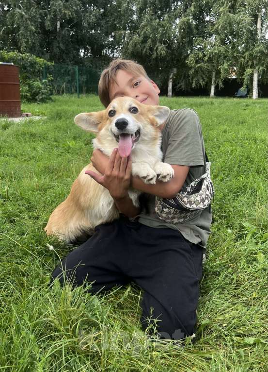 Собаки в Новосибирске: Щенок Вельш корги пемброк  Мальчик, 50 000 руб. - фото 7