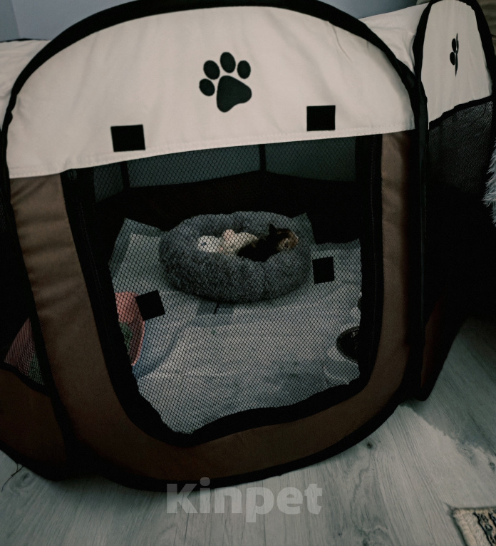 Кошки в Протвино: Котята ищут дом Девочка, Бесплатно - фото 6