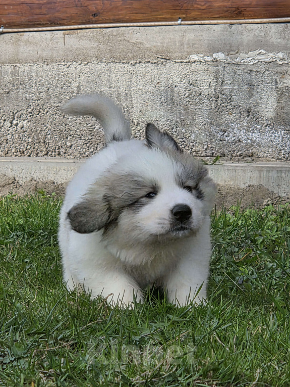 Собаки в Кингисеппе: Щенки Пиренейской горной собаки Разнополые, Бесплатно - фото 1