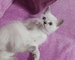 Кошки в Рязани: Котенок 3 Девочка, 8 000 руб. - фото 2