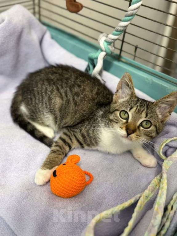 Кошки в Москве: Маленькая Марфа ищет любящую семью! Девочка, Бесплатно - фото 2