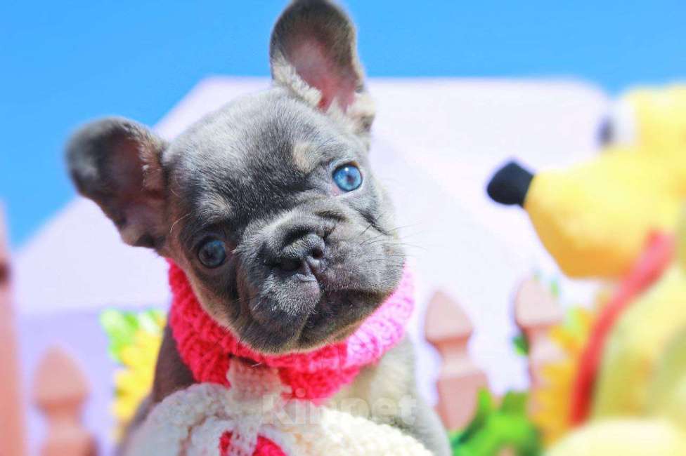 Собаки в Москве: Афина Девочка, 80 000 руб. - фото 3