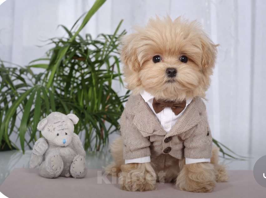 Собаки в Москве: Мальтипу мини f 1 Мальчик, 120 000 руб. - фото 1