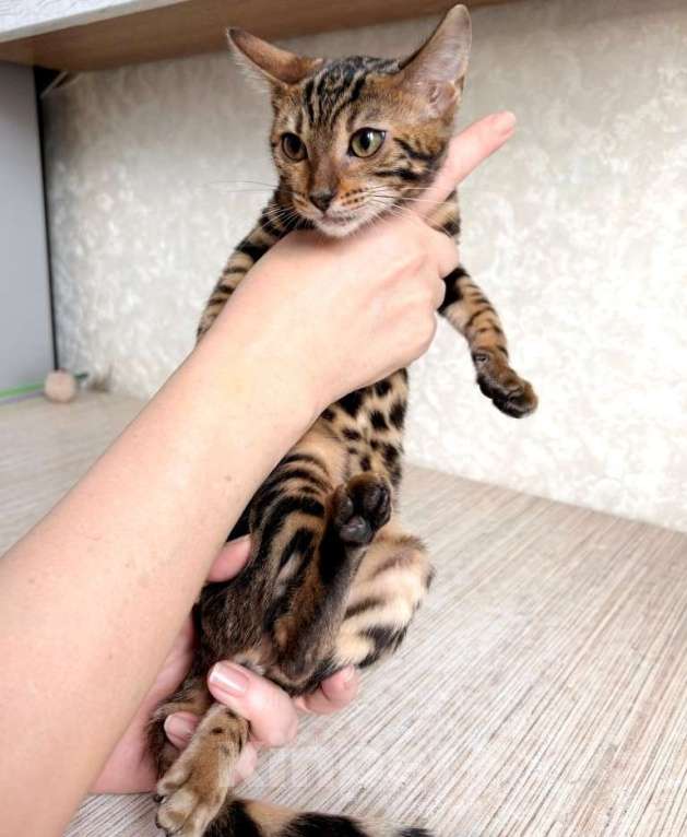 Кошки в Москве: Клубные бенгальские котята - девочка Девочка, 50 000 руб. - фото 3