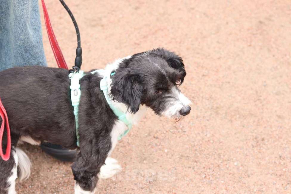 Собаки в Санкт-Петербурге: Маленький пёсик китайской хохлатой породы ищет дом Мальчик, Бесплатно - фото 6