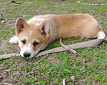 Собаки в Печоре: щенки Вельш корги пемброк Мальчик, 50 000 руб. - фото 3