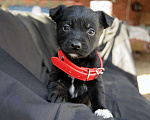 Собаки в Краснодаре: Отдам щенка, 2 месяца Мальчик, 10 руб. - фото 3