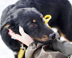 Собаки в Москве: Красавец и сердцеед Данте ждет семью в приюте, 4 мес Мальчик, Бесплатно - фото 4