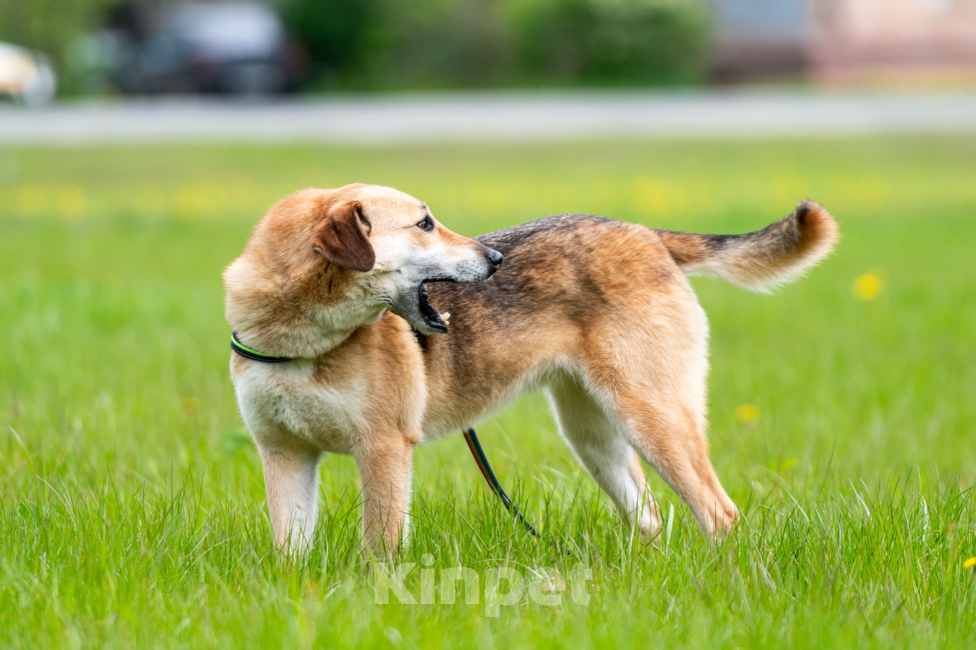 Собаки в Павловском Посаде: Собака в добрые руки  Девочка, Бесплатно - фото 3