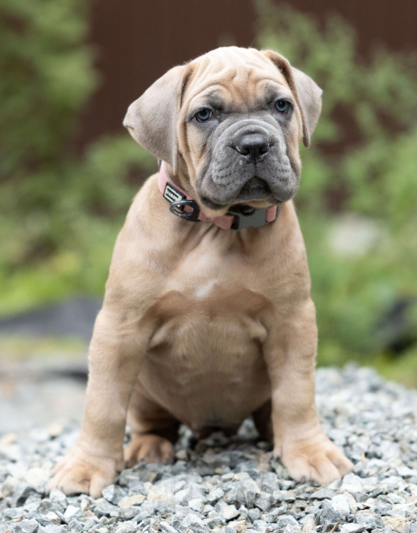 Собаки в Екатеринбурге: Красотка девочка кане-корсо  Девочка, 100 000 руб. - фото 2