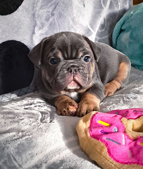 Мальчик французский бульдог