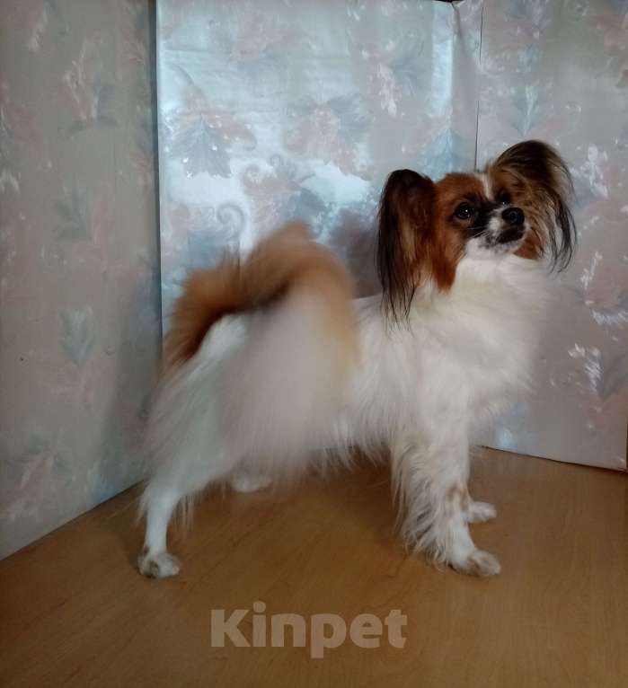 Собаки в Москве: Малышка-папийон интересного окраса Девочка, Бесплатно - фото 5