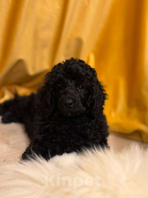 Собаки в Москве: Щенки Малого Пуделя Девочка, 90 000 руб. - фото 1