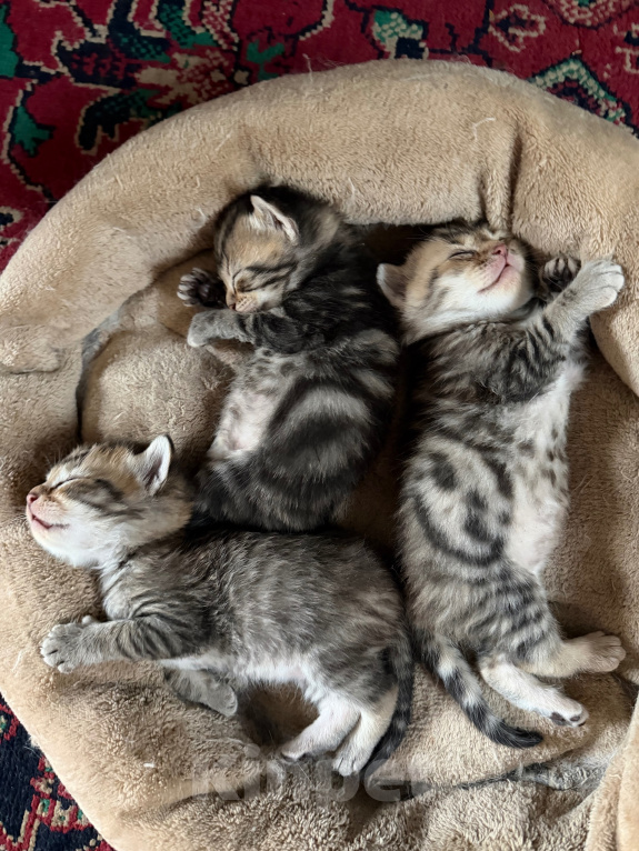 Кошки в Минеральном Воде: Котят шотландские прямоухие Мальчик, 5 000 руб. - фото 1