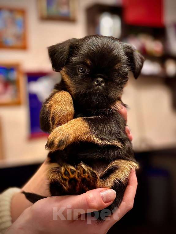 Собаки в Москве: Девочка бельгийский гриффон Девочка, 80 руб. - фото 7