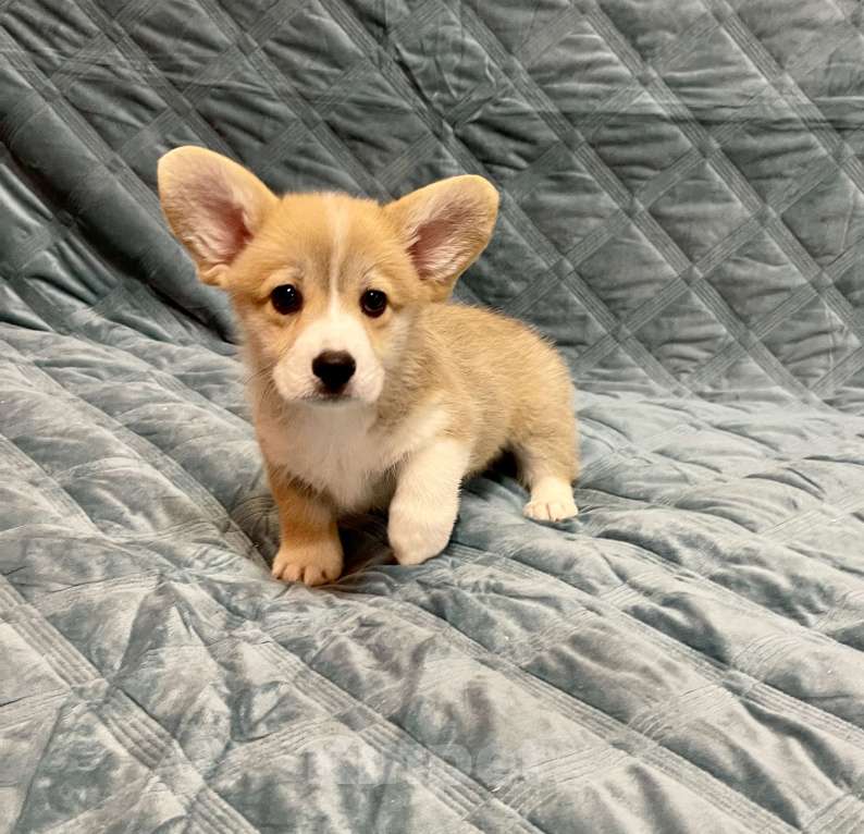 Собаки в других городах Московской области: Мальчик 1 Мальчик, 50 000 руб. - фото 1