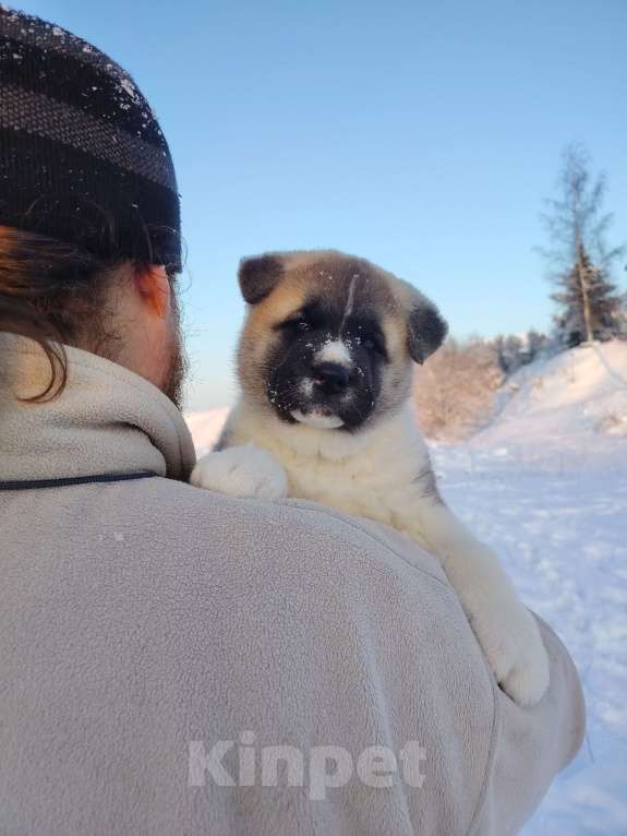 Собаки в Санкт-Петербурге: Акита щенок Мальчик, 50 000 руб. - фото 1