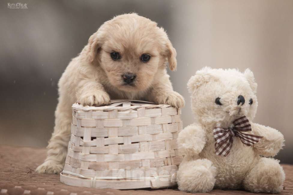 Собаки в Москве: Кавапушки весёлые собачки Мальчик, Бесплатно - фото 4
