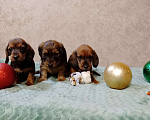 Собаки в Кашире: Щенки   Девочка, 13 000 руб. - фото 4
