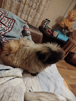 Щенки пекинеса 3мес