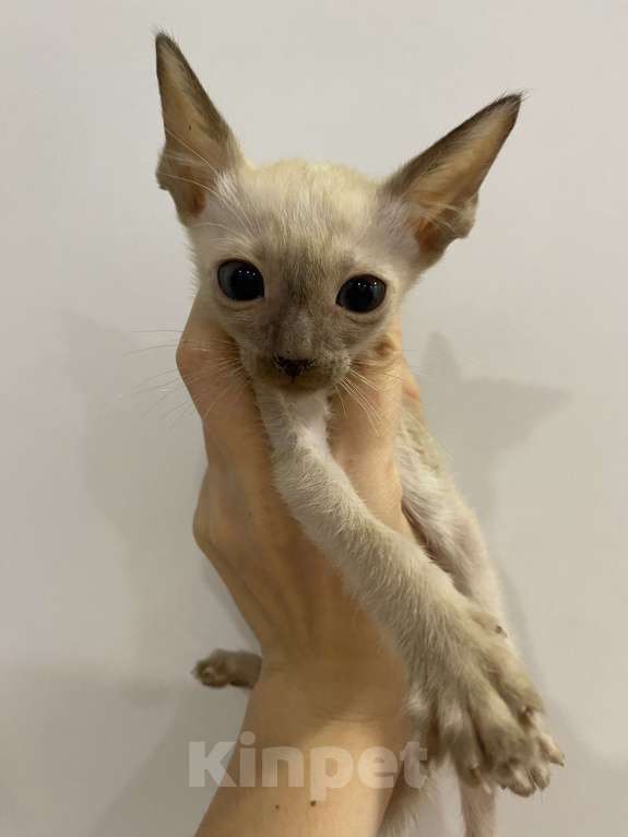 Кошки в Краснодаре: Ориентальный котенок Девочка, Бесплатно - фото 5