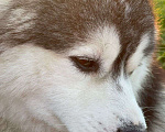 Собаки в Москве: Кобель для Вязки/ фотосессия Мальчик, 70 000 руб. - фото 2