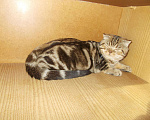 Кошки в Новокубанске: котята, 3 500 руб. - фото 2