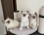 Кошки в Москве: Котенок Парамон МАРИТАНА КЭТ Мальчик, Бесплатно - фото 2
