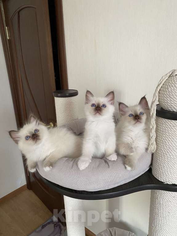 Кошки в Москве: Котенок Парамон МАРИТАНА КЭТ Мальчик, Бесплатно - фото 2