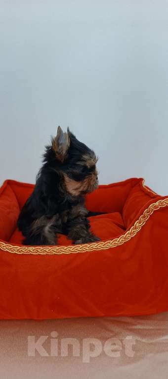 Собаки в других городах Свердловской области: Йоркширский терьер щенок Девочка, 40 000 руб. - фото 3