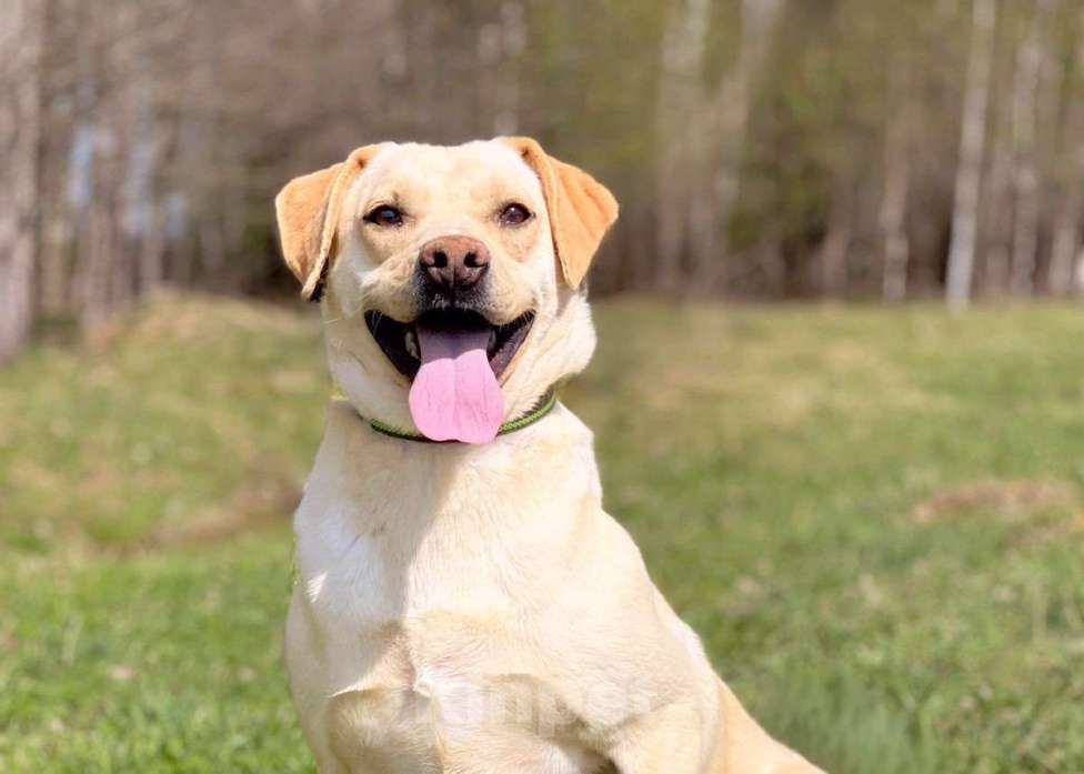 Собаки в Москве: Лабрадор метис в приюте Мальчик, Бесплатно - фото 6