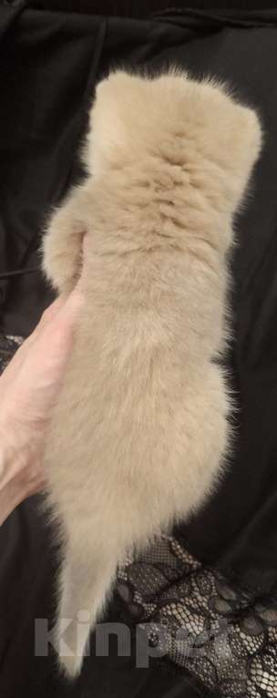 Кошки в Москве: Шотландский прямоухий мальчик голубая золотая шиншилла Мальчик, 30 000 руб. - фото 6