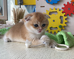 Кошки в Сочи: Шотландские вислоухие котята Разнополые, Бесплатно - фото 5