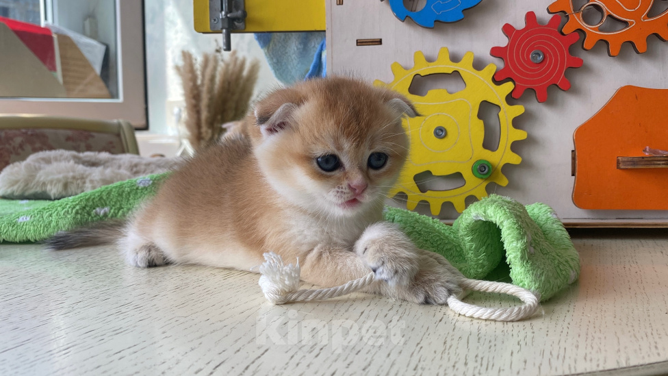 Кошки в Сочи: Шотландские вислоухие котята Разнополые, Бесплатно - фото 5