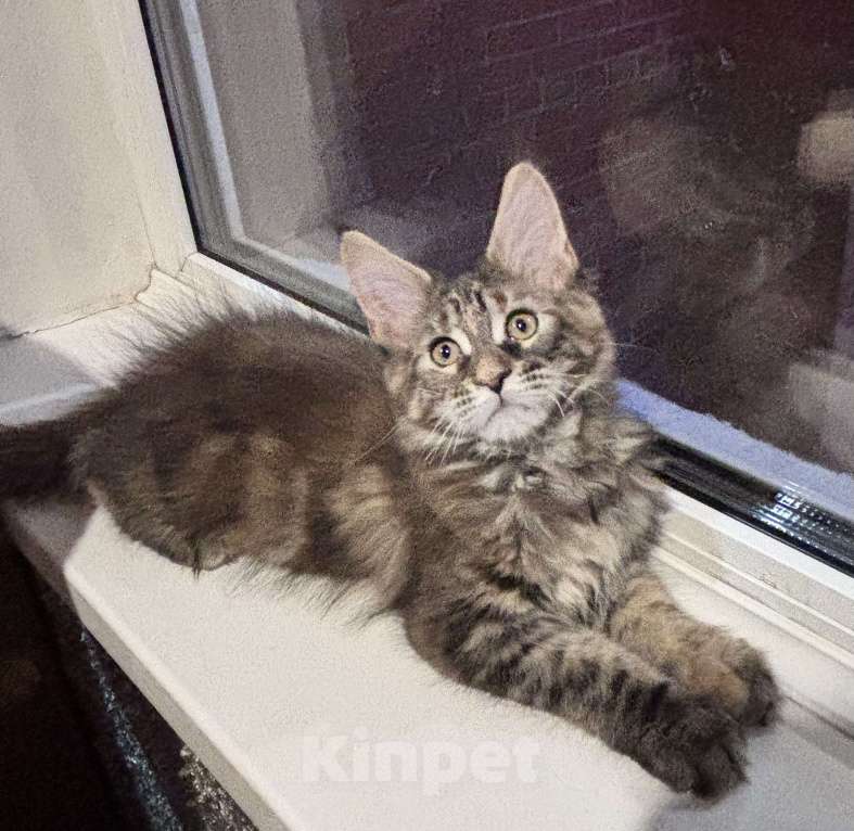 Кошки в Петергофе: Крупная девчоночка Девочка, 40 000 руб. - фото 3