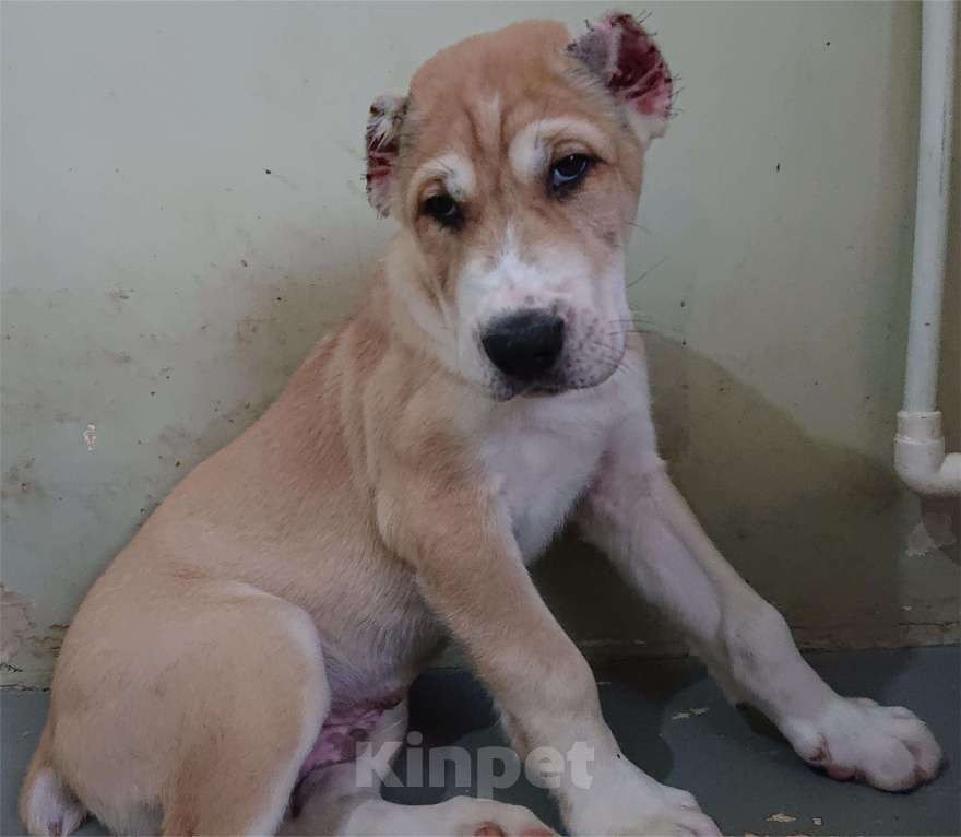 Собаки в других городах Пензенской области: Среднеазиатская овчарка, щенок Мальчик, 20 000 руб. - фото 4