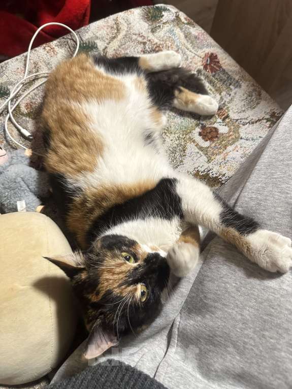 Кошки в Москве: Котенок в добрые руки Девочка, Бесплатно - фото 4